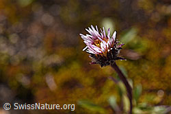 Einköpfiges Berufkraut (Erigeron uniflorus) (F171193)