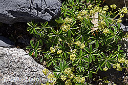 Glänzender Silbermantel (Alchemilla nitida) (F171201)