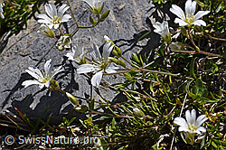 Langstieliges Hornkraut (Cerastium pedunculatum) (F171205) Langstieliges Hornkraut (Cerastium pedunculatum) (F171205)