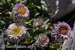 Einköpfiges Berufkraut (Erigeron uniflorus) (F171210)