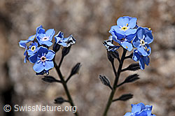 Alpen-Vergissmeinnicht (Myosotis alpestris) (07.2020, F171240)