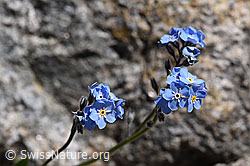 Foto: Alpen-Vergissmeinnicht (Myosotis alpestris)