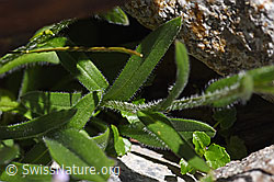 Foto: Alpen-Vergissmeinnicht (Myosotis alpestris)