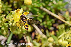 Hainschwebfliege (Episyrphus balteatus) auf bewimpertem Steinbrech (Saxifraga aizoides) (F171253)
