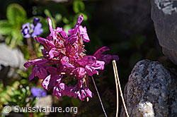 Quirblättriges Läusekraut (Pedicularis verticillata) (07.2020, F171288)