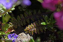 Quirblättriges Läusekraut (Pedicularis verticillata) (07.2020, F171289)
