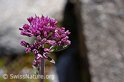 Filziger Alpendost (Adenostyles leucophylla) (07.2020, F171309)
