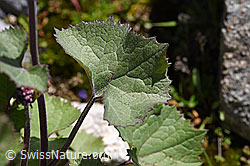 Filziger Alpendost (Adenostyles leucophylla) (07.2020, F171310)