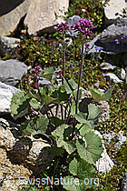 Filziger Alpendost (Adenostyles leucophylla) (07.2020, F171313)