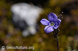 Blattloser Ehrenpreis (Veronica aphylla) (F171314)