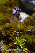 Blattloser Ehrenpreis (Veronica aphylla) (F171316)