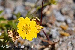 Gold-Fingerkraut (Potentilla aurea) (07.2020, F171328)