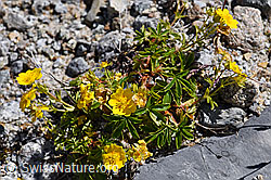 Gold-Fingerkraut (Potentilla aurea) (07.2020, F171332)