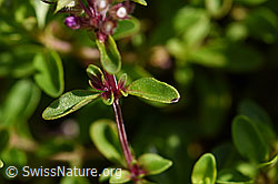 Arznei-Thymian (Thymus pulegioides) (25.07.2020, F171683)