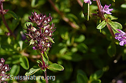 Arznei-Thymian (Thymus pulegioides) (25.07.2020, F171684)