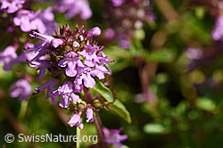 Arznei-Thymian (Thymus pulegioides) (25.07.2020, F171685)