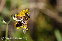 Mistbiene (Eristalis tenax) (25.07.2020, F171688)