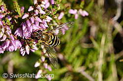 Grosse Schwebfliege (Syrphus ribesii) an Besenheide (Calluna vulgaris) (25.07.2020, F171689)