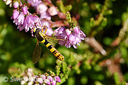 Gewöhnliche Langbauchschwebfliege (Sphaerophoria scripta) an Besenheide (Calluna vulgaris) (25.07.2020, F171720)
