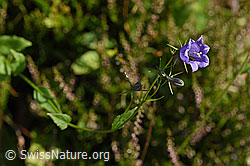 Rautenblättrige Glockenblume (Campanula rhomboidalis) (25.07.2020, F171726)