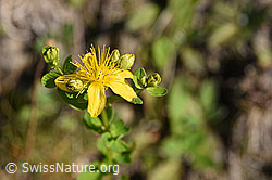 Geflecktes Johanniskraut (Hypericum maculatum) (25.07.2020, F171727)