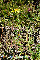 Geflecktes Johanniskraut (Hypericum maculatum) (25.07.2020, F171731)