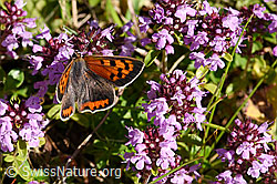 Arznei-Thymian (Thymus pulegioides)