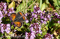 Kleiner Feuerfalter (Lycaena phlaeas) auf Arznei-Thymian (Thymus pulegioides) (25.07.2020, F171736)