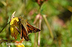 Weissfleckiger Kommafalter (Hesperia comma) auf Gewöhnlichem Hornklee (Lotus corniculatus)