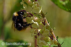 Steinhummel (Bombus lapidarius) an Salbeiblättriger Gamander (Teucrium scorodonia) (F171751) Steinhummel (Bombus lapidarius) an Salbeiblättriger Gamander (Teucrium scorodonia) (F171751)