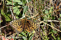 Grosser Perlmuttfalter (Speyeria aglaja) (25.07.2020, F171761)