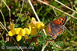 Kleiner Feuerfalter (Lycaena phlaeas) auf Rautenblättriger Glockenblume