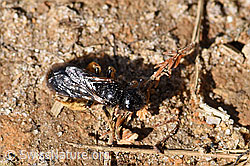 Stumpfzähnige Zottelbiene (Panurgus calcaratus) (25.07.2020, F171802)