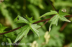 Foto: Hahnenfussblättriger Gelb-Eisenhut (Aconitum lycoctonum ssp. neapolitanum)