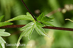 Foto: Hahnenfussblättriger Gelb-Eisenhut (Aconitum lycoctonum ssp. neapolitanum)