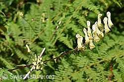 Foto: Hahnenfussblättriger Gelb-Eisenhut (Aconitum lycoctonum ssp. neapolitanum)