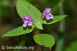 Ausgerandeter Hohlzahn (Galeopsis bifida) (F171843) Ausgerandeter Hohlzahn (Galeopsis bifida) (F171843)