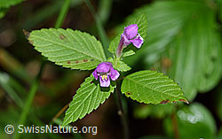 Ausgerandeter Hohlzahn (Galeopsis bifida) (F171844) Ausgerandeter Hohlzahn (Galeopsis bifida) (F171844)