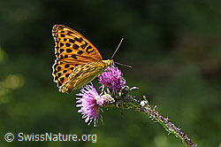 Kaisermantel (Argynnis paphia) auf Sumpf-Kratzdistel (Cirsium palustre) (25.07.2020, F171879)