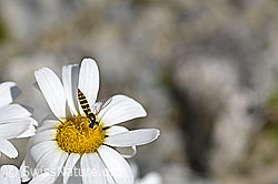 Gewöhnliche Alpenmargerite (Leucanthemopsis alpina)