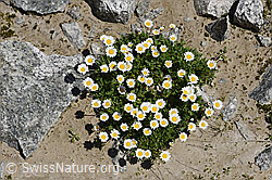 Gewöhnliche Alpenmargerite (Leucanthemopsis alpina) (F172016)