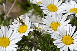 Gewöhnliche Langbauchschwebfliege (Sphaerophoria scripta) an Gewöhnlicher Alpenmargerite (Leucanthemopsis alpina) (F172019)