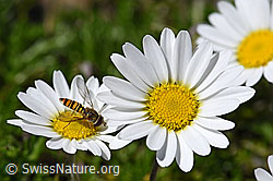 Hainschwebfliege (Episyrphus balteatus) auf Gewöhnlichen Alpenmargerite (Leucanthemopsis alpina) (F172022)