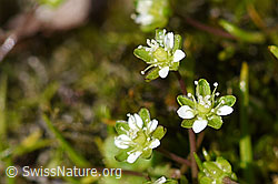 Alpen-Mastkraut (Sagina saginoides) (F172054)