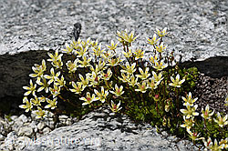Moosartiger Steinbrech (Saxifraga bryoides) (F172081)