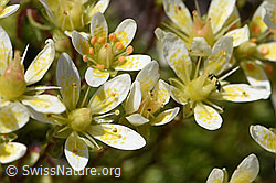 Moosartiger Steinbrech (Saxifraga bryoides) (F172083)