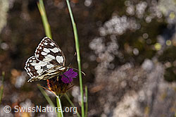 Schachbrett (Melanargia galathea) auf Kartäuser-Nelke (Dianthus carthusianorum) (02.08.2020, F172668)