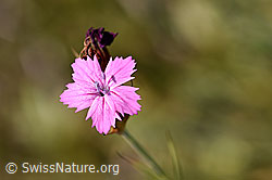 Gewöhnliche Kartäuser-Nelke (Dianthus carthusianorum) (02.08.2020, F172674)