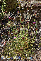 Gewöhnliche Kartäuser-Nelke (Dianthus carthusianorum) (02.08.2020, F172677)