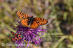 Melitaea didyma on Centaurea scabiosa (F172694) Melitaea didyma on Centaurea scabiosa (F172694)